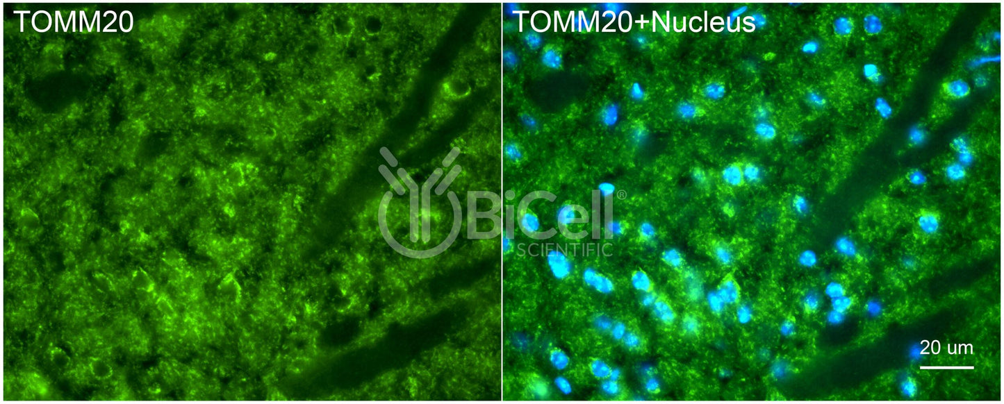 TOMM20 (MAS20) Antibody