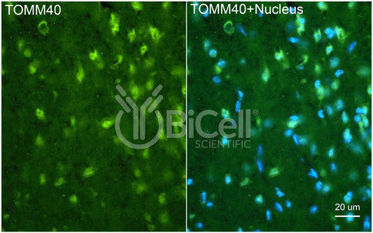 TOMM40 (C19orf1) Antibody
