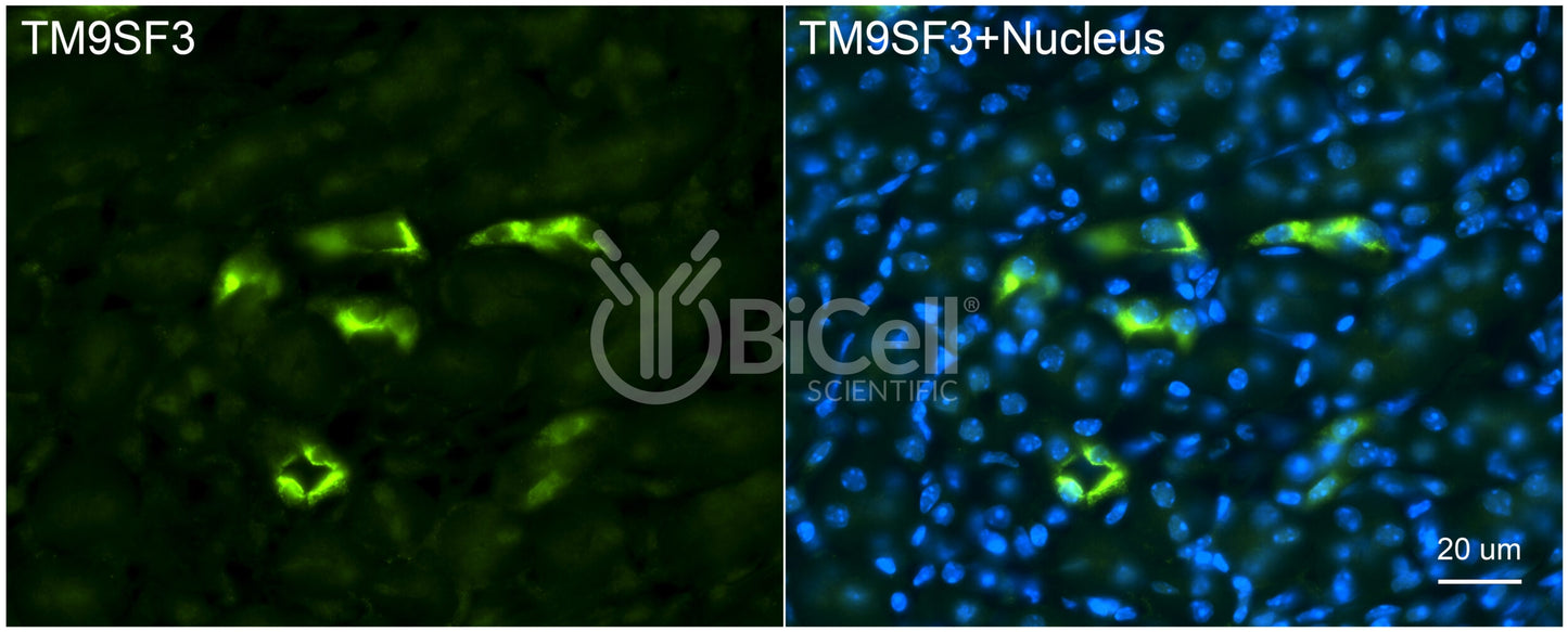 TM9SF3 Antibody