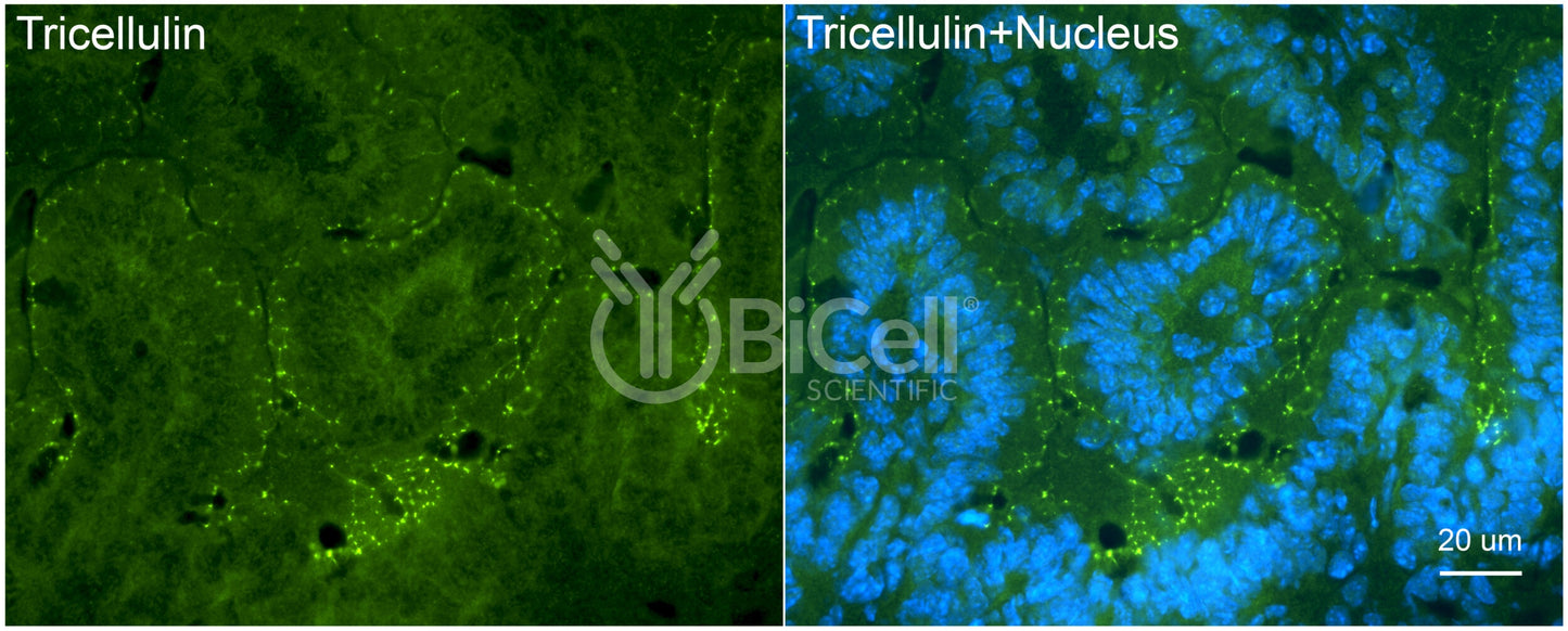 Tricellulin (MARVELD2) Antibody - Western Blot Validated