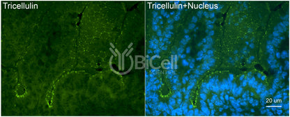 Tricellulin (MARVELD2) Antibody - FFPE Validated