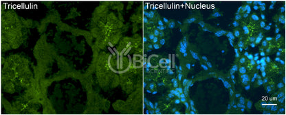 Tricellulin (MARVELD2) Antibody - Western Blot Validated
