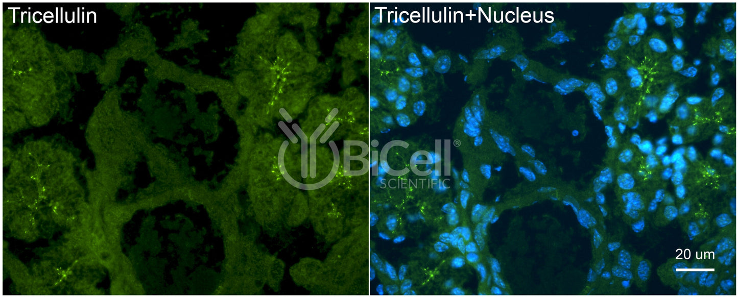 Tricellulin (MARVELD2) Antibody - FFPE Validated