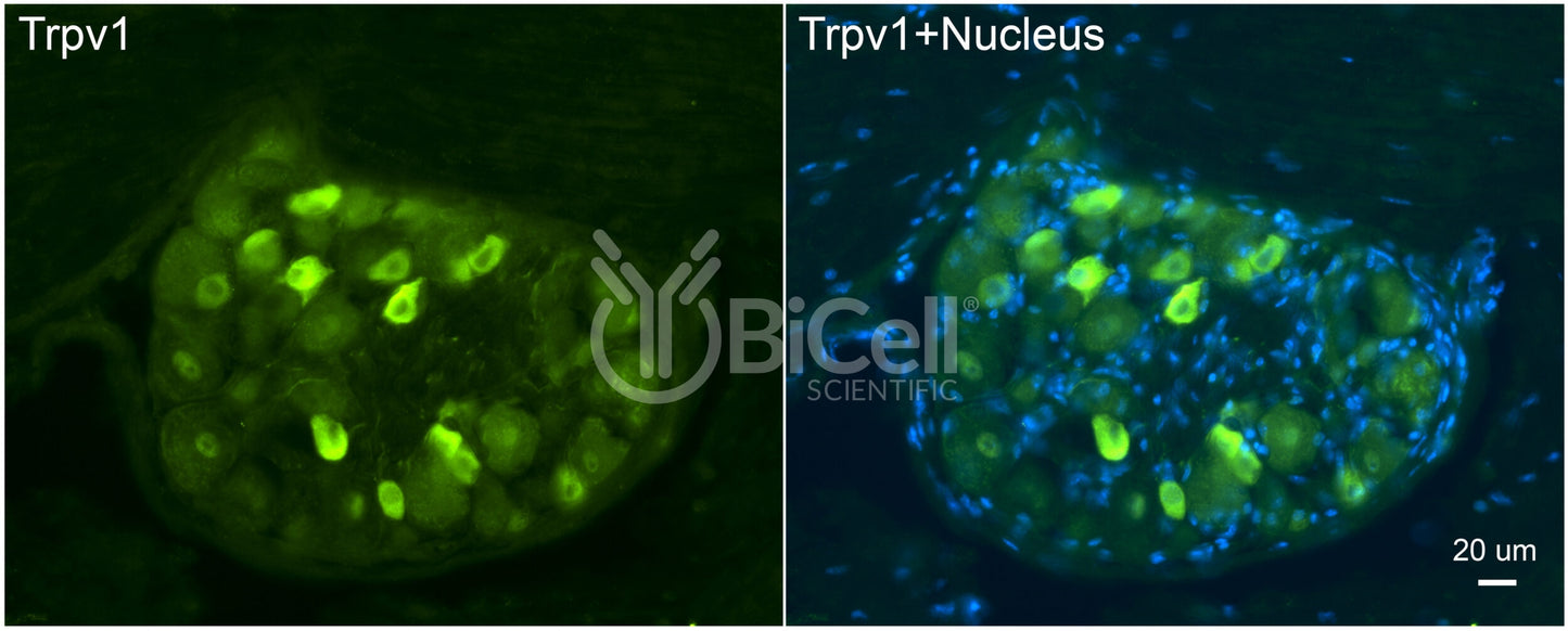 Trpv1 Antibody - Western Blot Validated