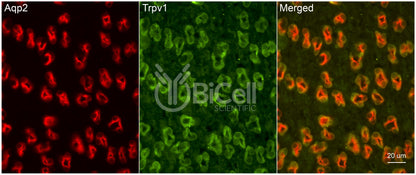 Trpv1 Antibody - Western Blot Validated