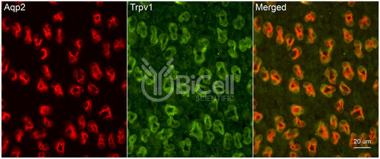 Trpv1 Antibody - Western Blot Validated