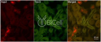Trpv3 Antibody