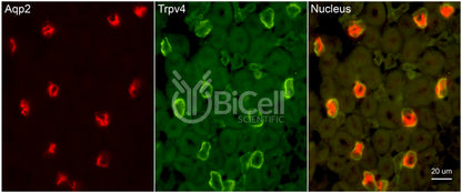 Trpv4 Antibody - Western Blot Validated