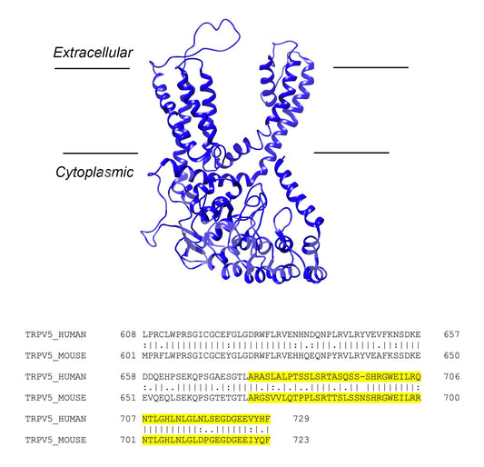 Trpv5 (Human) Antibody - FFPE Validated