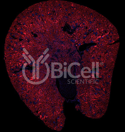Trpv5 Antibody - FFPE Validated