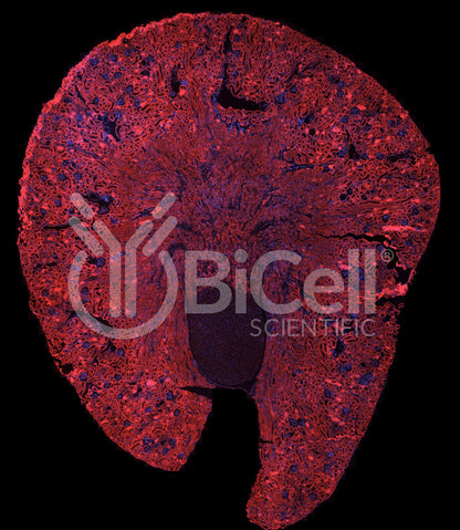 Trpv6 Antibody - FFPE Validated