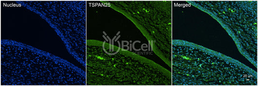 Tetraspanin-25 (TSPAN25 or CD53) Antibody