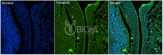 Tetraspanin-30 (TSPAN30 or CD63) Antibody - Western Blot Validated