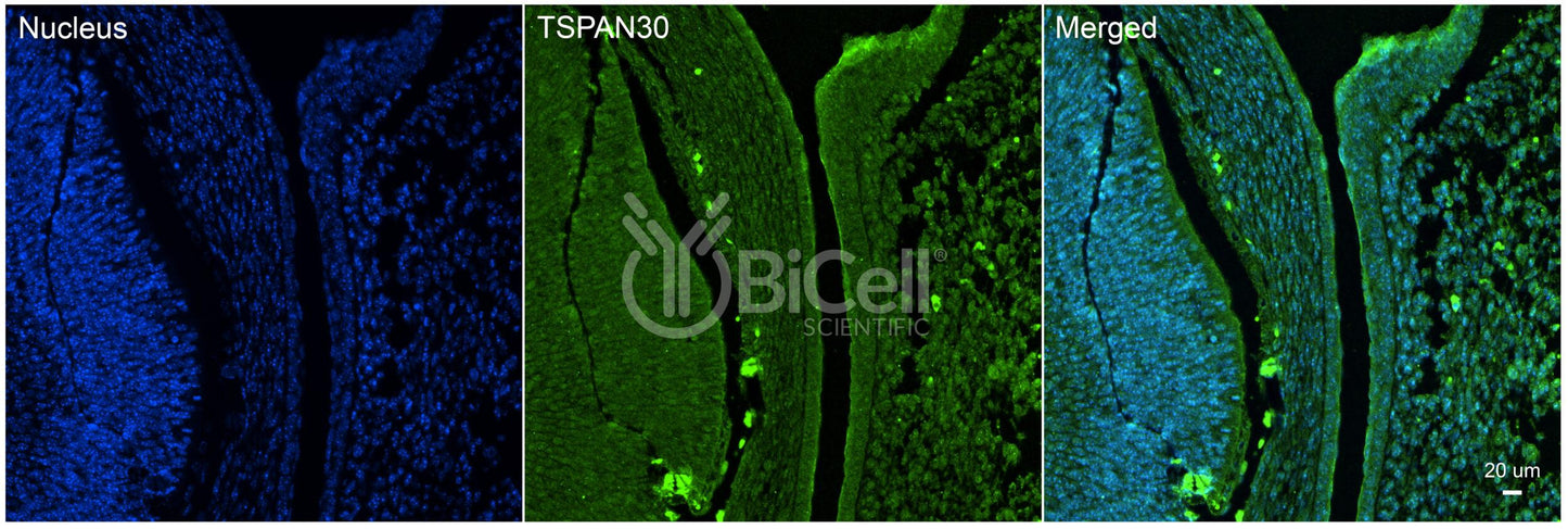 Tetraspanin-30 (TSPAN30 or CD63) Antibody