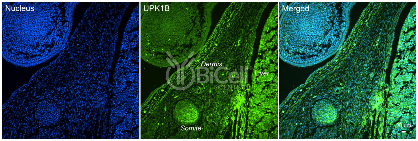Tetraspanin-20 (TSPAN20 or Uroplakin-1b or UPK1B or UPK1) Antibody - Western Blot Validated
