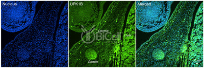 Tetraspanin-20 (TSPAN20 or Uroplakin-1b or UPK1B or UPK1) Antibody - Western Blot Validated