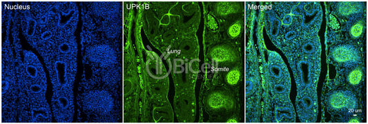 Tetraspanin-20 (TSPAN20 or Uroplakin-1b or UPK1B or UPK1) Antibody - Western Blot Validated