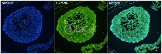 Tetraspanin-4 (TSPAN4) Antibody