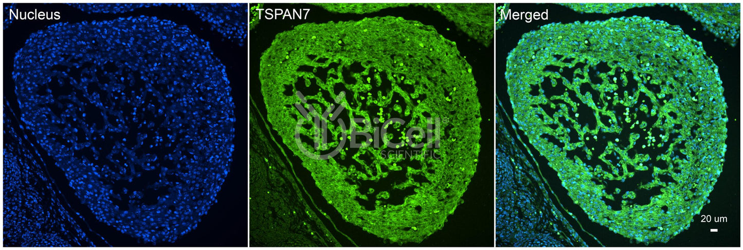 Tetraspanin-7 (TSPAN7) Antibody - Western Blot Validated