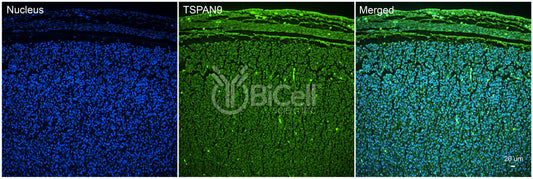 Tetraspanin-9 (TSPAN9) Antibody - Western Blot Validated