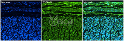 Tetraspanin-9 (TSPAN9) Antibody - Western Blot Validated