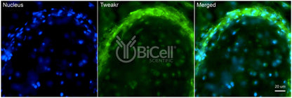 TNFRSF12A (TWEAKR or CD266) Antibody - Western Blot Validated