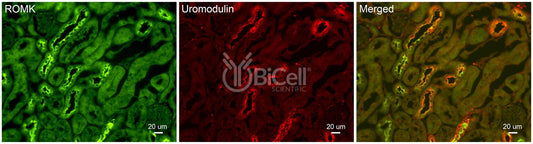 Uromodulin (UMOD or THP) Antibody