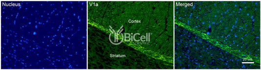 AVPR1a Antibody - Western Blot Validated