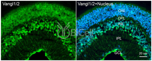 VANGL1/VANGL2 (Pan) Antibody - Western Blot Validated