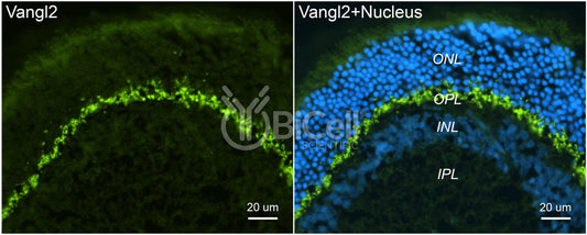 VANGL2 (LTAP) Antibody - Western Blot Validated
