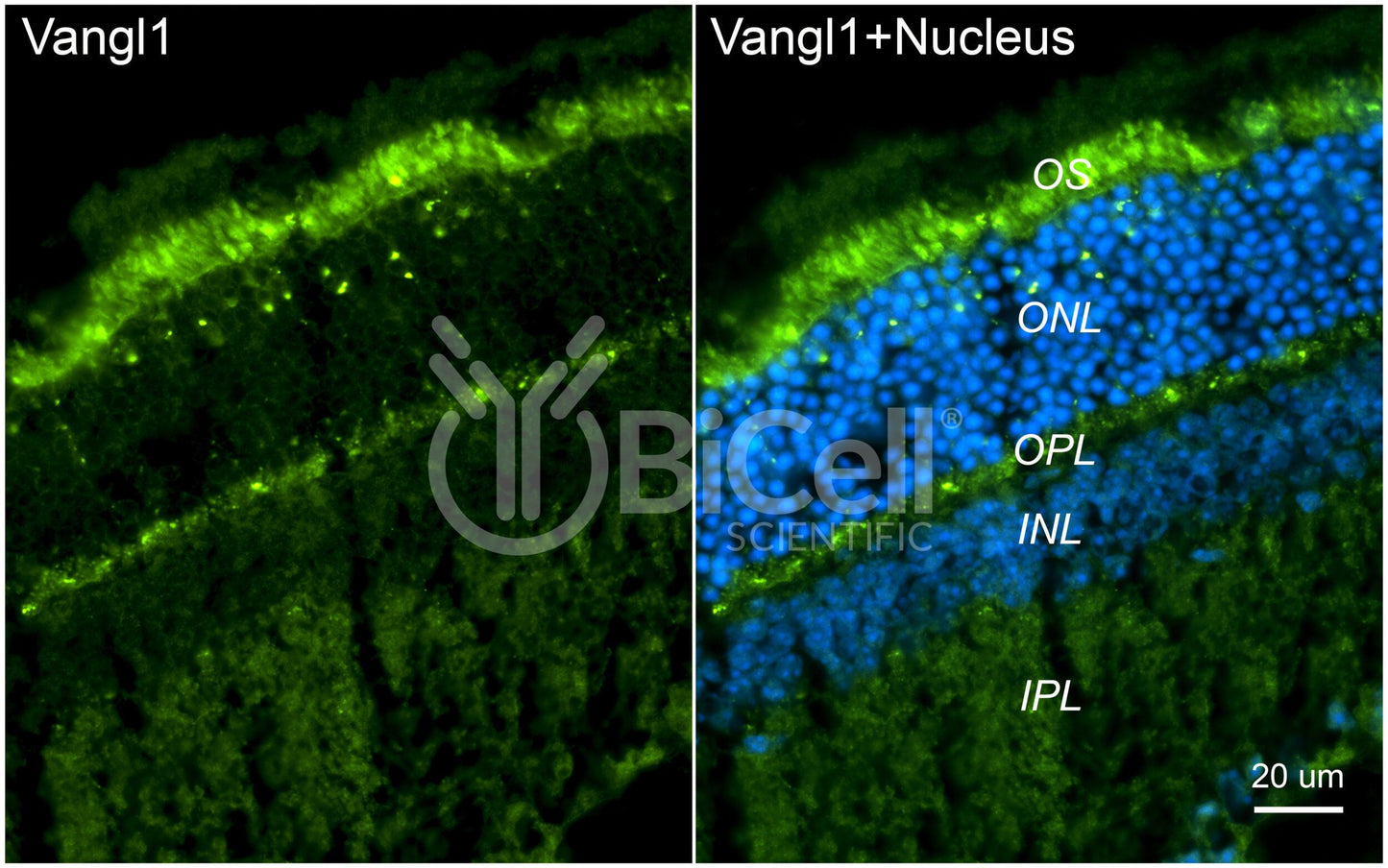 VANGL1 Antibody