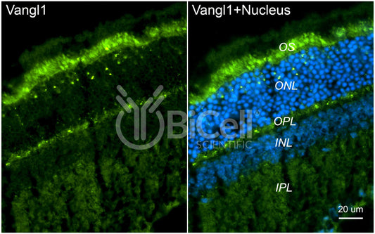 VANGL1 Antibody
