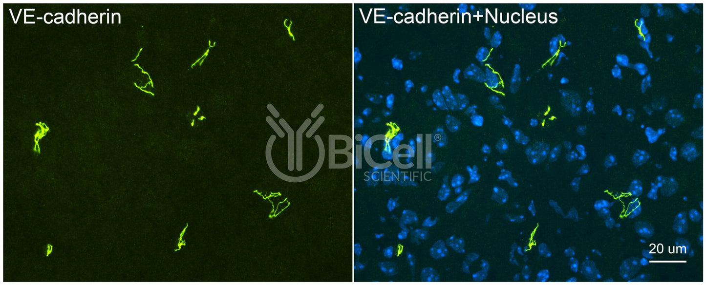 VE-cadherin (Cdh5 or Cadherin-5 or CD144) (rat) Antibody