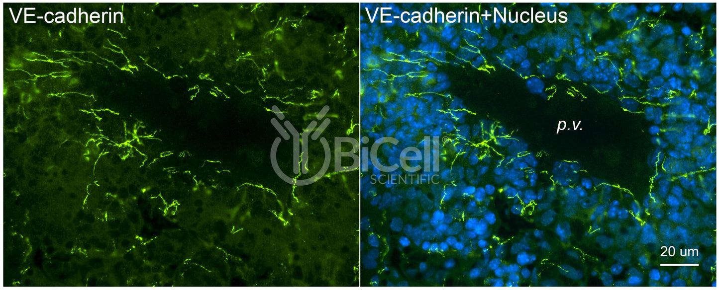 VE-cadherin (Cdh5 or Cadherin-5 or CD144) (rat) Antibody - Western Blot Validated