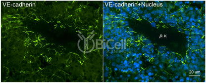 VE-cadherin (Cdh5 or Cadherin-5 or CD144) (rat) Antibody - Western Blot Validated