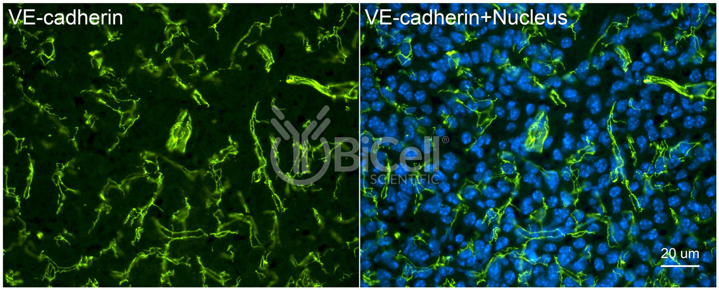 VE-cadherin (Cdh5 or Cadherin-5 or CD144) (rat) Antibody - Western Blot Validated