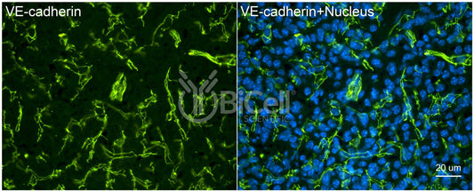 VE-cadherin (Cdh5 or Cadherin-5 or CD144) (rat) Antibody - FFPE Validated