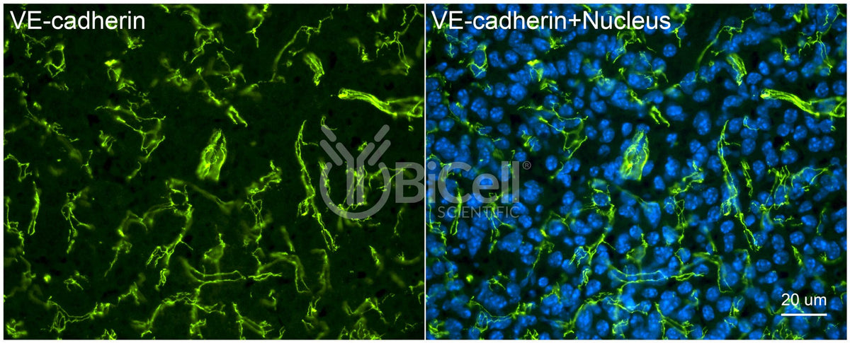 Absource VE-cadherin (Cdh5 or Cadherin-5 or CD144) (rat) Antibody | Absource