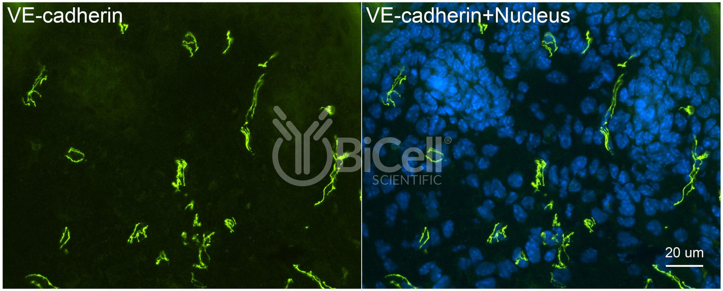 VE-cadherin (Cdh5 or Cadherin-5 or CD144) (rat) Antibody - FFPE Validated