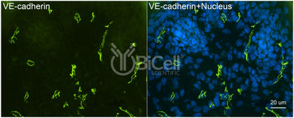 VE-cadherin (Cdh5 or Cadherin-5 or CD144) (rat) Antibody - FFPE Validated