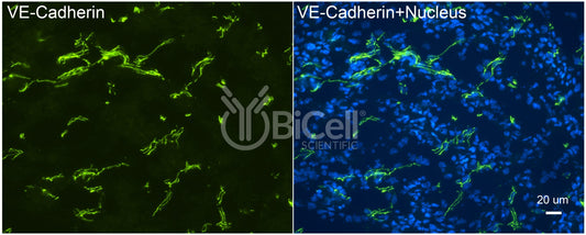 VE-cadherin (Cdh5 or Cadherin-5 or CD144) Antibody