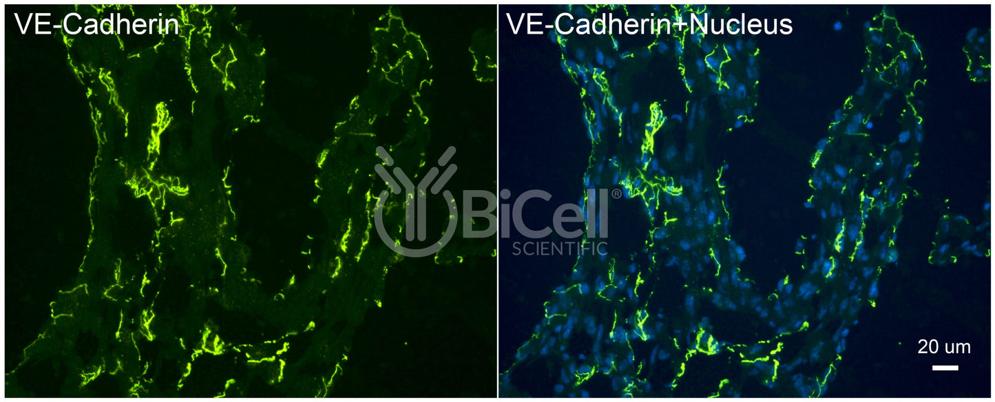 VE-cadherin (Cdh5 or Cadherin-5 or CD144) Antibody