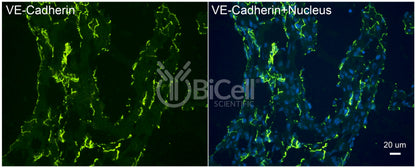 VE-cadherin (Cdh5 or Cadherin-5 or CD144) Antibody