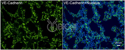VE-cadherin (Cdh5 or Cadherin-5 or CD144) Antibody
