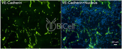 VE-cadherin (Cdh5 or Cadherin-5 or CD144) Antibody - FFPE Validated