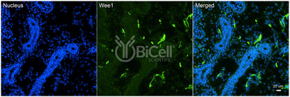 WEE1 Antibody - Western Blot Validated