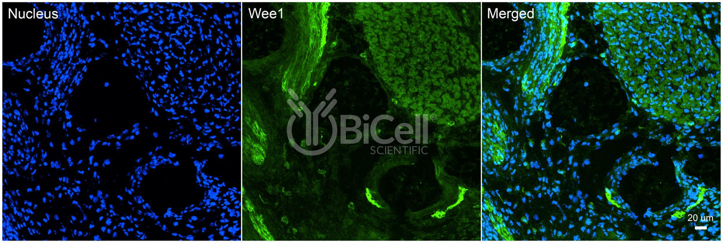 WEE1 Antibody - Western Blot Validated