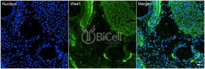 WEE1 Antibody - Western Blot Validated