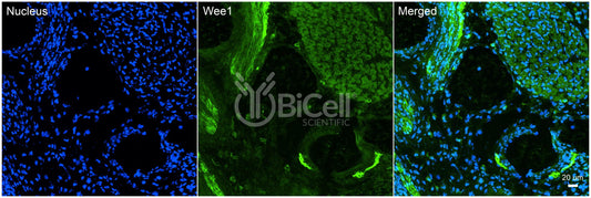 WEE1 Antibody