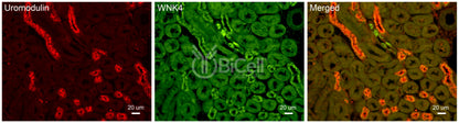 WNK4 Antibody - Western Blot Validated